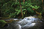 Tasmania's Famous Five Day Tour