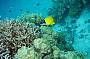 Advanced Dive Course - 3 D/ 2 N (must be a certified open water diver prior to course)