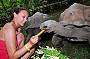 Meet the tortoises - today's dinosaurs