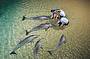 Dolphin Feeding