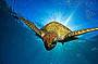 Advanced Dive Course - 3 D/ 2 N (must be a certified open water diver prior to course)