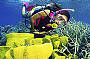Diving with Coral (optional)
