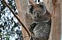 Zelda - another one of our wild koalas