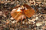 Frilled Neck lizard