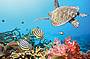 Open Water Dive Course - 4 Day