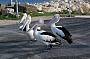 Pelicans