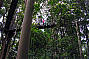 Treetop Board Walk - O'Rielly's