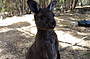Kangaroo 