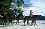 Cape Trib Horse Rides (Afternoon)