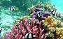 Fraser Island and Great Barrier Reef 5 Day Tour (from Brisbane or Gold Coast)