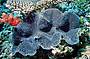 Advanced Dive Course - 3 D/ 2 N (must be a certified open water diver prior to course)