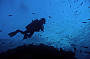 2 Day/ 1 Night  Live aboard Referral (not for certified divers or snorkelers) on MV Kangaroo Explorer